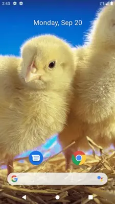 Chick Wallpaper android App screenshot 0