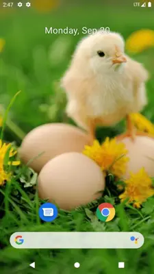 Chick Wallpaper android App screenshot 1