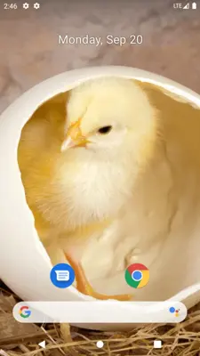 Chick Wallpaper android App screenshot 3