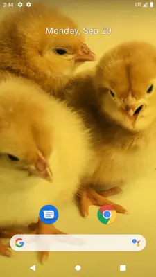 Chick Wallpaper android App screenshot 4