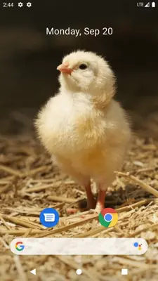 Chick Wallpaper android App screenshot 6